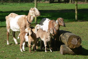 Kinderboerderij en Belevingsbos