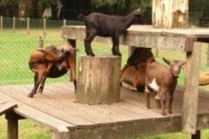Kinderboerderij en belevingsbos